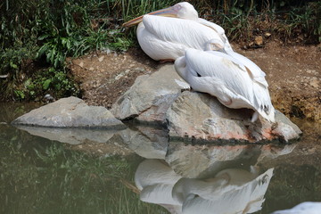 Sieste méritée 