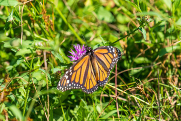 monarch butterfly on a flower