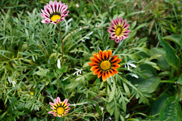 Fototapeta premium Gazania daisies growing in a flower garden. Bright colors and unique flowers.