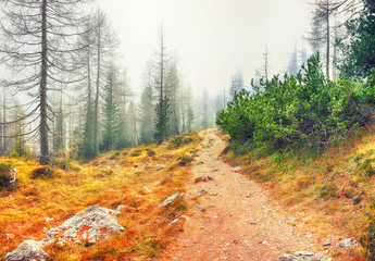 Autumn foggy landscape with pinetrees and larches in mountains