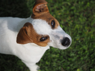 Jack Russell dog. Portrait of a dog on the green grass