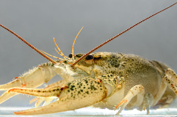 Live crayfish in the water close up. Freshwater crustaceans.