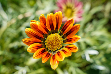 Bright orange and red gazania daisy. Very unique flower.