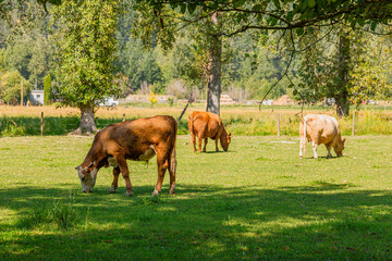 Cows in field