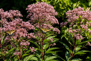 The Eastern Yellow Swallowtail is  Butterfly native to eastern North America,state insect of Virginia.
