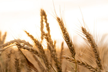 Agricultural field. Ripe ears of wheat on the background of the sunset. The concept of a rich harvest.