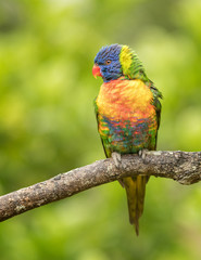 Rainbow Lorikeet 1