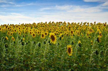 Obraz premium Field of yellow sunflowers against a blue sky
