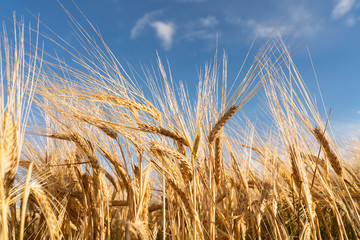 Agricultural field. Ripe ears of barley. The concept of a rich harvest.