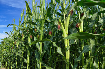 Green field of young corn on background of blue sky