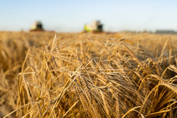 Agricultural field. Ripe ears of barley. The concept of a rich harvest.