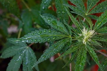 Dew drops on young, green cannabis leaves