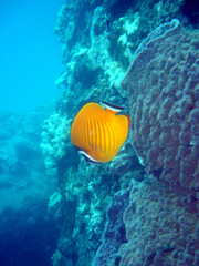 Marine life of Chomphon pinnacle. A yellow butterfly fish.