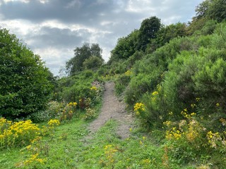 Footpath, leading past wild flowers, bushes and trees near, Bradford, Yorkshire, UK