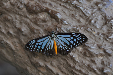 Fototapeta na wymiar Brilliant blue butterfly with its wings spread