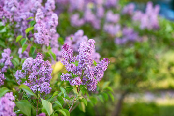Bushes of blooming lilac in spring in garden.