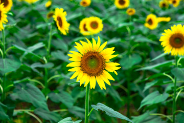 三光佐知のひまわり