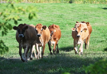Fototapeta na wymiar Cows Coming Home