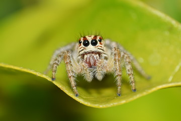 Spider on a leaf