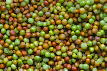 Komatsuna japanese green seeds of varying colors drying out