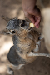 Hare eating from human