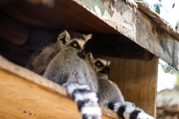 Lemurs monkeys in a zoo