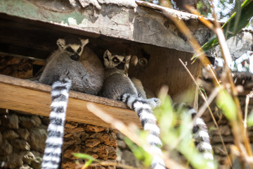 Lemurs monkeys in a zoo