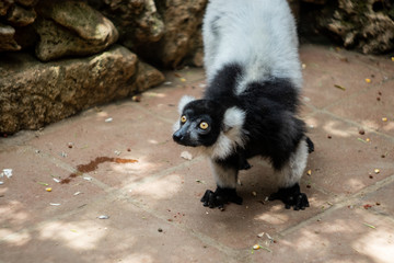 Lemur monkey in a zoo