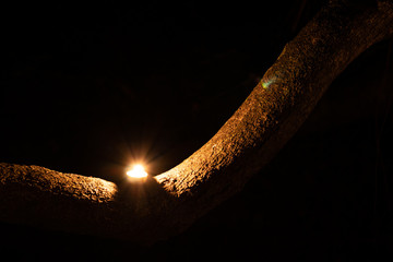 Candle in a tree