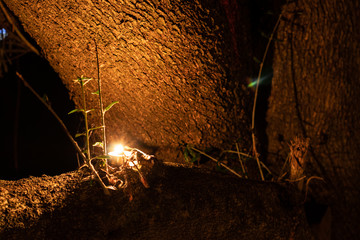 Candle in a tree