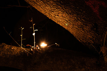 Candle in a tree