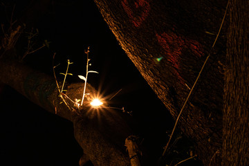 Candle in a tree