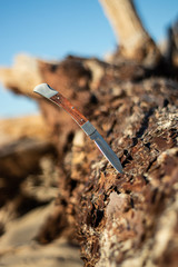 knife on a tree in the dessert