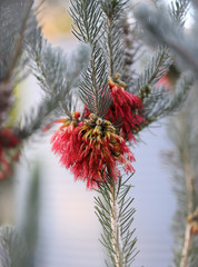 One-sided Bottlebrush (Calothamnus quadrifidus) showing red flowers arranged in the inflorescence, South Australia