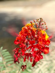 red flower in the garden