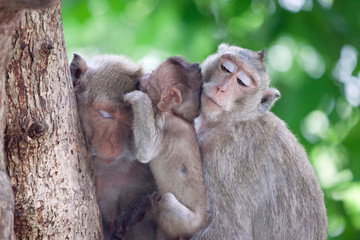 可愛いサル