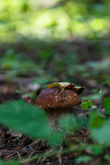 Naklejka na ściany i meble boletus mushroom under yellow leaf in green grass of woods