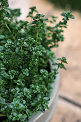 Dark leafy thyme herb planted in a pot on a garden patio.