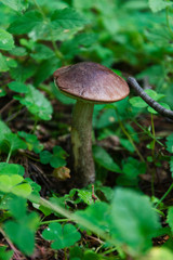 birch mushroom on green grass of forest
