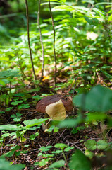 boletus mushroom under yellow leaf in green grass of woods