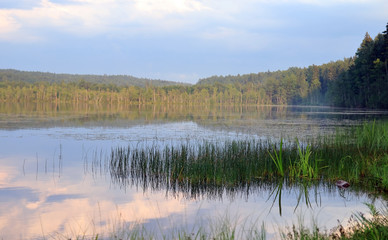 lake in the summer among the forest
