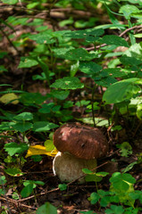 boletus mushroom with yellow leaf on green grass of woods
