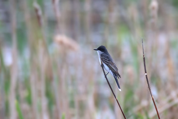 Tree Swallow bird on the reed branch
