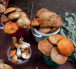 Mushroom harvest for sale in autumn