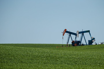 Fototapeta na wymiar Oil derricks in the barley fields along the highways of Eastern Alberta Canada