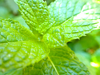macro close up green mint leaf with bright sun light