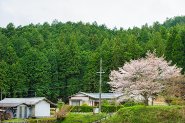 countryside village in Japan. 
(Kyoto, Japan)