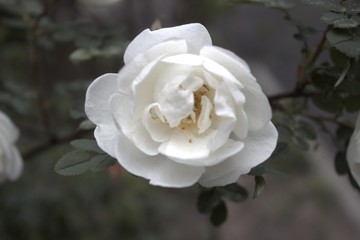 single white rose