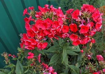 red flowers