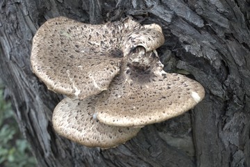 mushrooms on a tree